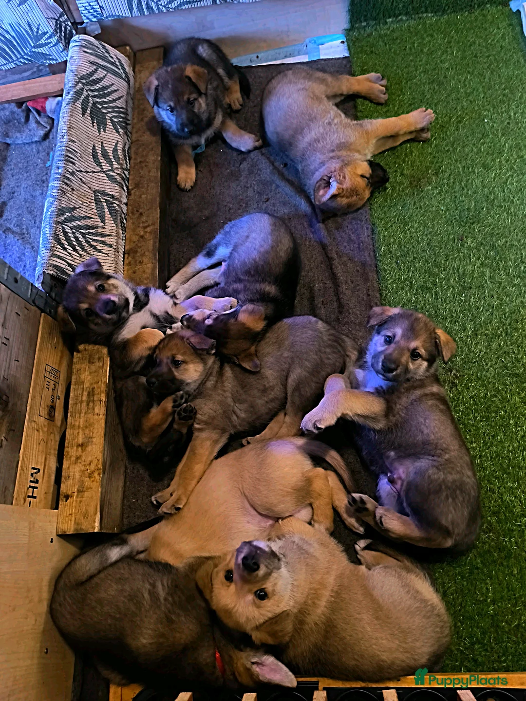 Kruising honden te koop: Tsjechoslowaakse wolfhond x Podenco-Mechel pups - Advertentie 10