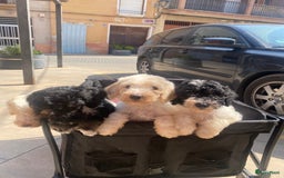 Poedel honden te koop: Prachtig mooi harlekijn koningspoedel teefje✨🐾 - Advertentie 9