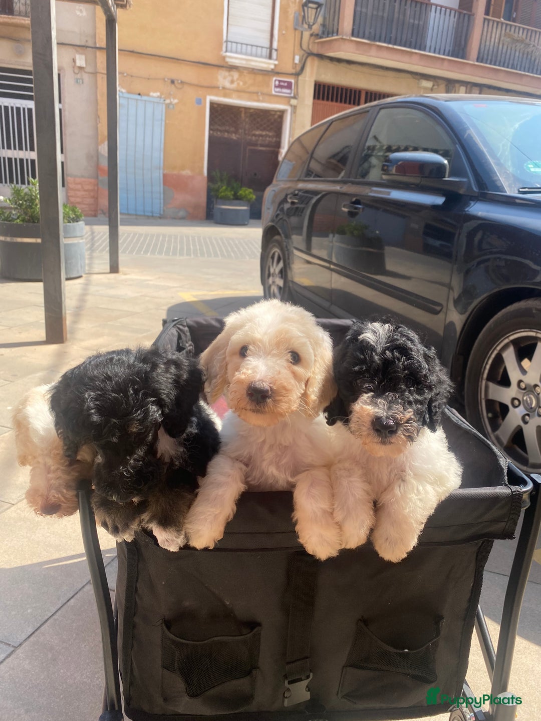 Poedel honden te koop: Prachtig mooi harlekijn koningspoedel teefje✨🐾 - Advertentie 9