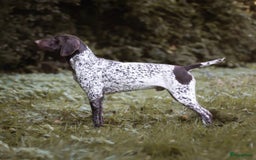 Duitse Staande Hond Korthaar honden te koop: Duitste staande korthaar teefje stamboom  in Vaassen - Afbeelding 5