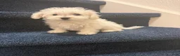 Maltipoo honden te koop: Nog 1 Pluizige pup Maltezer kruising zoekt baasje - Advertentie 7