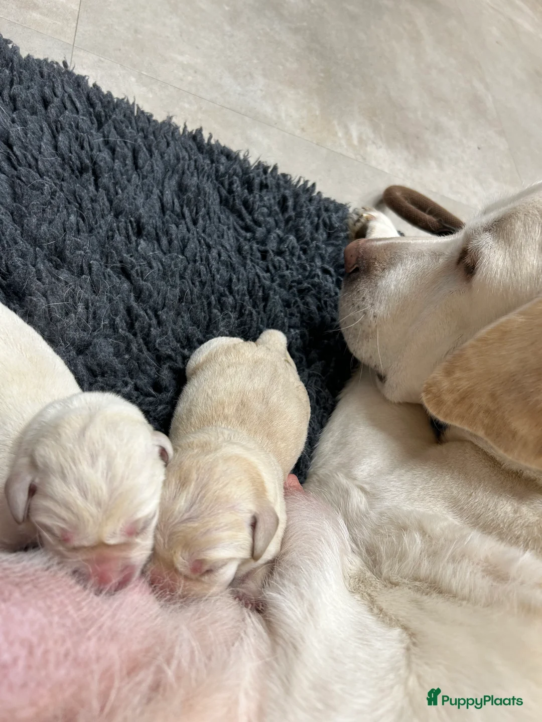 Labrador Retriever honden te koop: Super mooie gele labrador pups - Advertentie 8