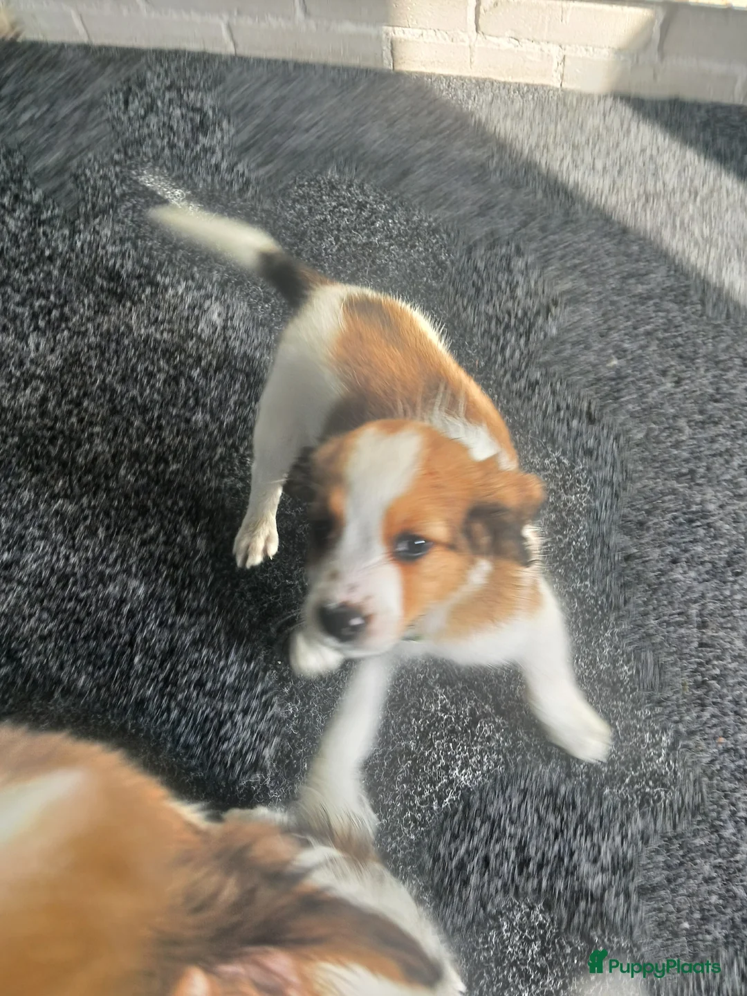 Kooikerhondje honden te koop: Wij hebben nog 3 ras zuivere kooiker reutjes  - Advertentie 20