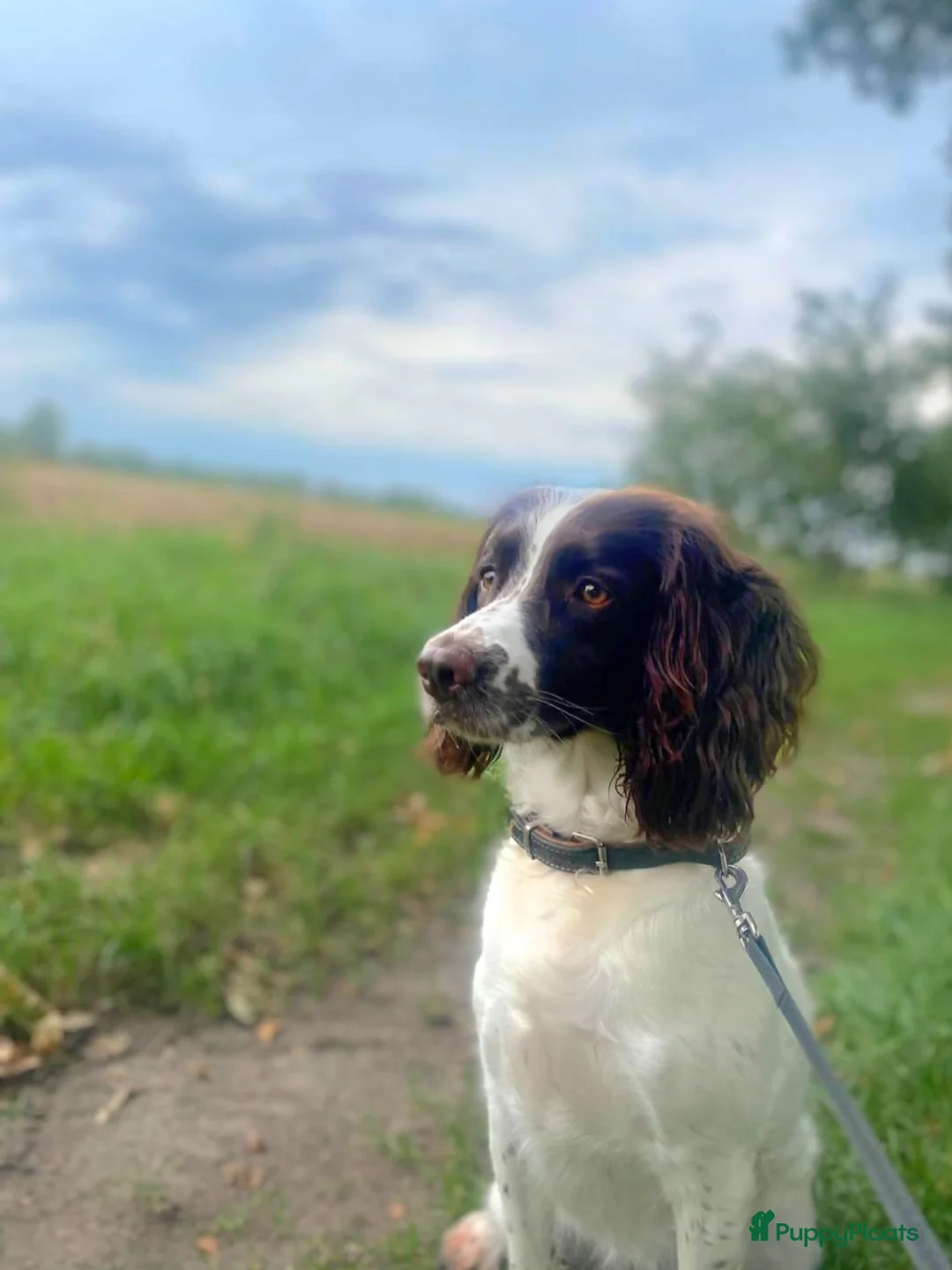 Engelse Springer Spaniel honden te koop: Engelse Springers Spaniel - Advertentie 1