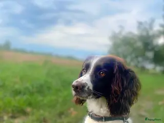 Engelse Springer Spaniel honden Engelse Springers Spaniel - Advertentie 7