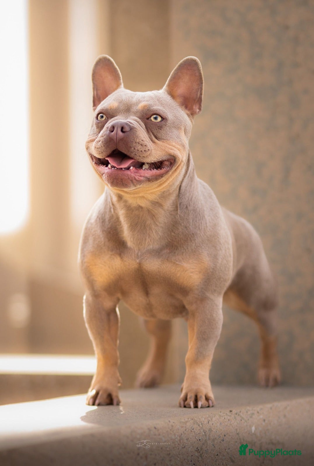 Franse Bulldog honden Prachtig nest Franse Bulldog verwacht - Mei - Advertentie 2