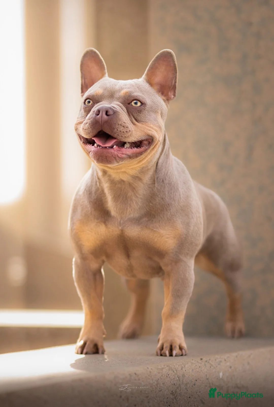 Franse Bulldog honden te koop: Prachtig nest Franse Bulldog verwacht - Mei - Advertentie 2