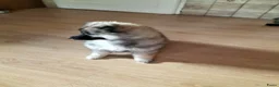 Keeshond honden te koop: Middenslag keeshond pup - Advertentie 5