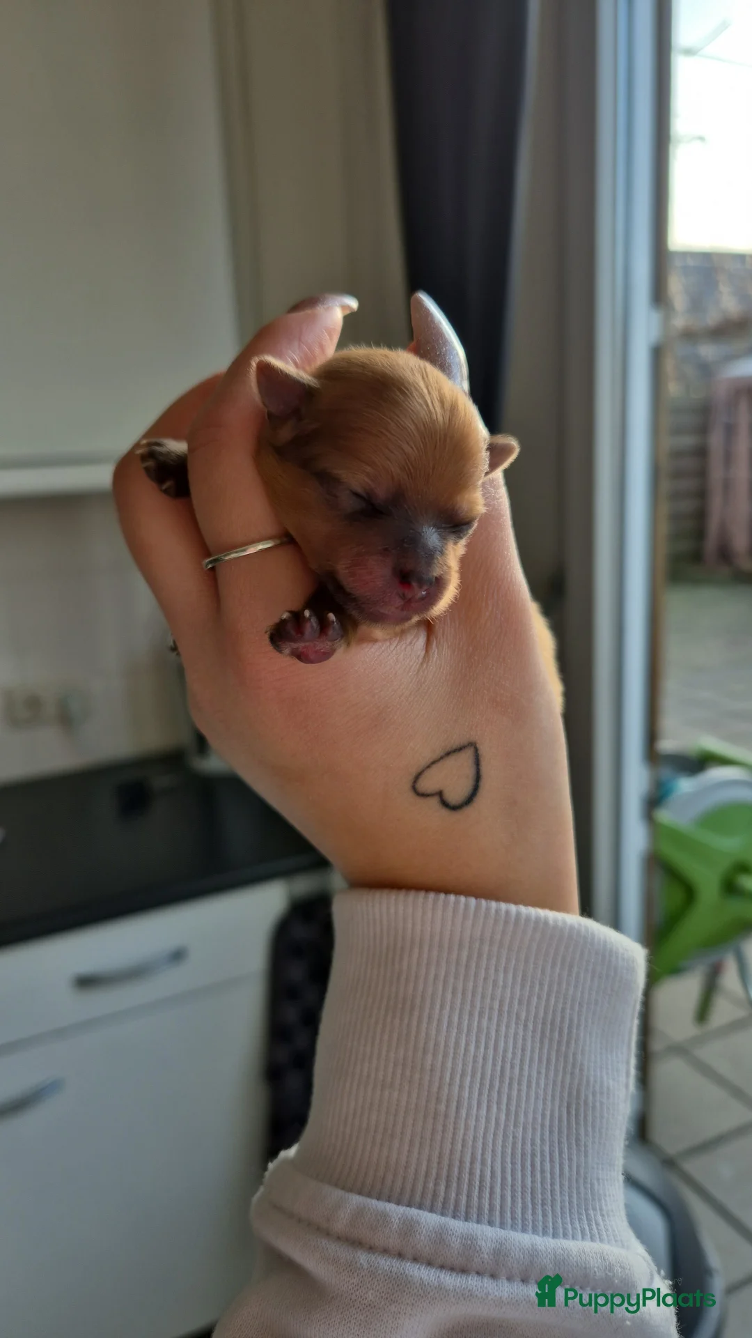 Pomeriaan honden te koop: nog 2 hele schattige teefjes🥰 - Advertentie 12