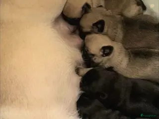 Mopshond honden mopshond puppy’s - Advertentie 1