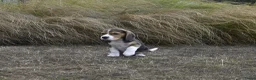 Beagle honden te koop: Prachtige Beagle pups met stamboom ! - Advertentie 10