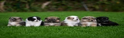 Pomeriaan honden ter dekking: Thor 🩵 Pomeranian / dwergkees dekreu - Advertentie 8