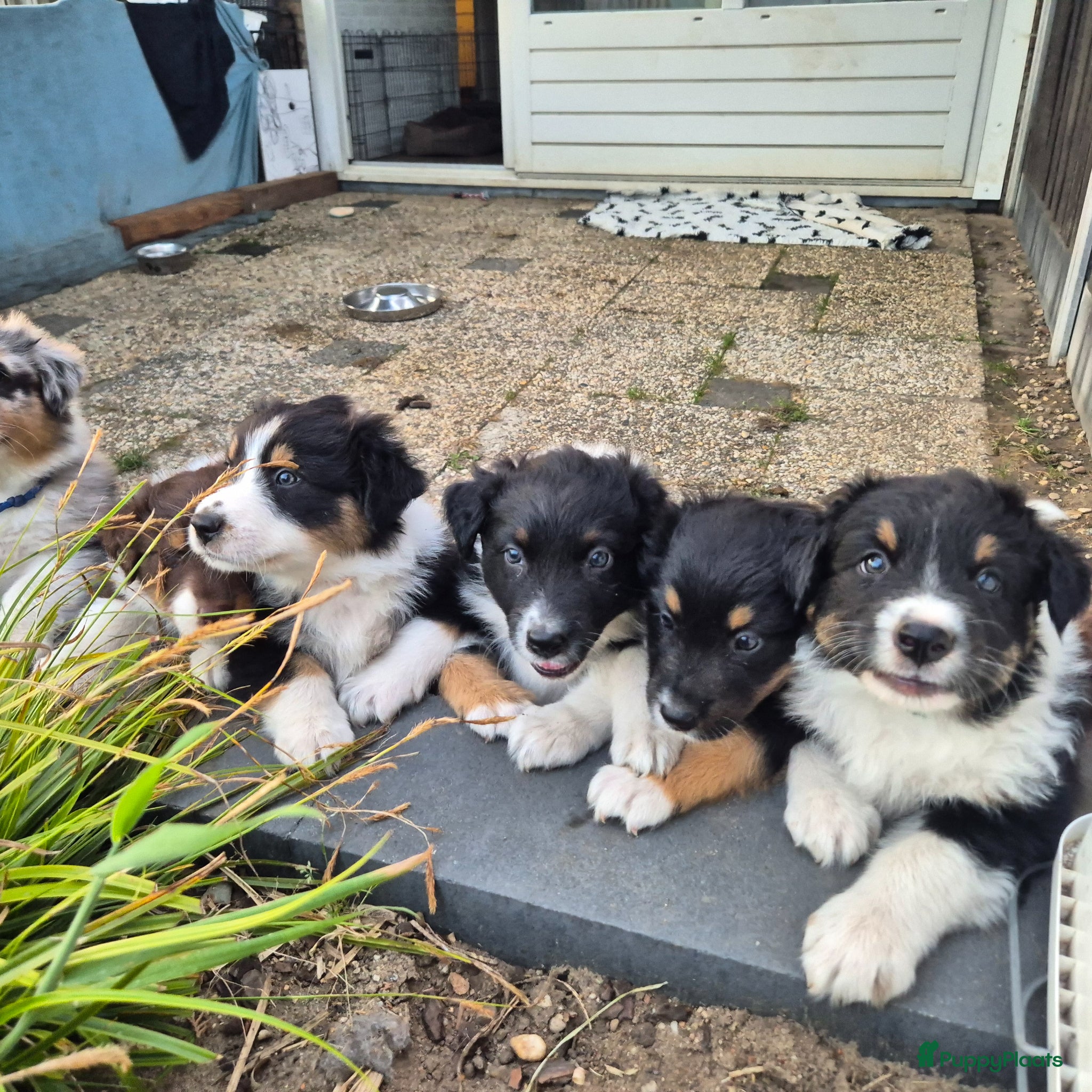 Australian Shepherd honden Prachtige australian shepherd pups - Advertentie 3
