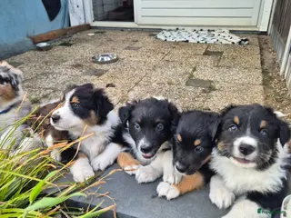 Australian Shepherd honden Prachtige australian shepherd pups - Advertentie 3