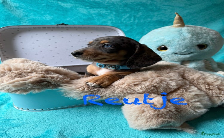 Kruising honden - Advertentie 2