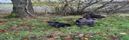 Duitse Staande Hond Draadhaar honden te koop: Slechts nog 2 reutjes beschikbaar in Huizen - Advertentie 2