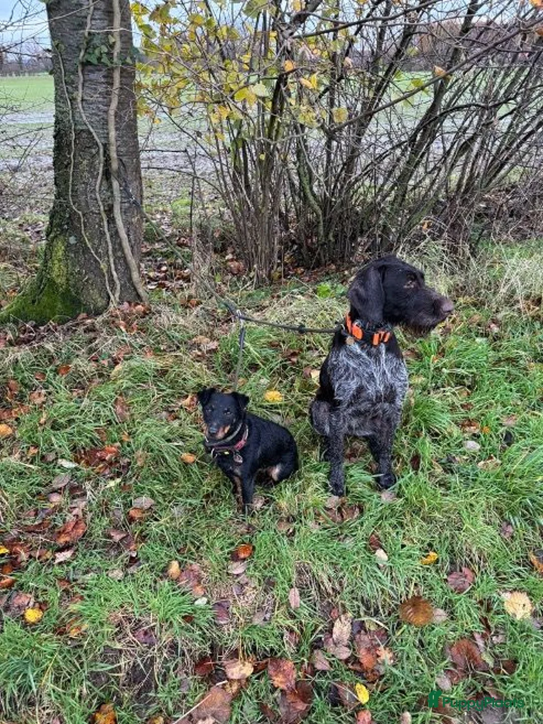 Duitse Staande Hond Draadhaar honden te koop: Slechts nog 2 reutjes beschikbaar in Huizen - Advertentie 2