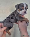 Old English Bulldog Puppy 7