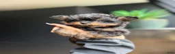 Kruising honden te koop: Prachtige kleine pomapoo - Advertentie 6