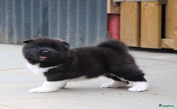 American Akita honden - Advertentie 1