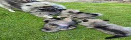 Keeshond honden te koop: Wolfschrauwe keeshond pup in Hooghalen - Advertentie 4