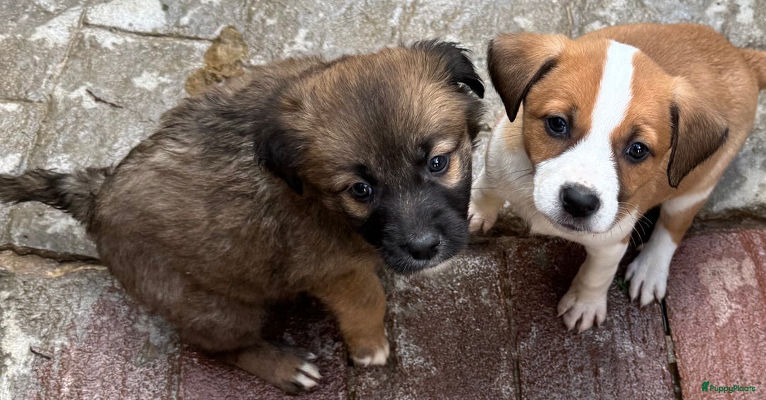 Kruising honden ter adoptie: jongen Eliot  zoekt een gouden mandje  - Advertentie 3