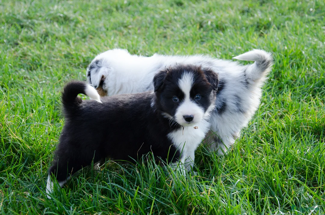Border Collie honden te koop: Border collie puppies geboren op boerderij (BE) - Advertentie 9
