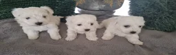 Maltezer honden te koop: Maltezer pups. Rasecht. Vader en moeder aanwezig - Advertentie 6