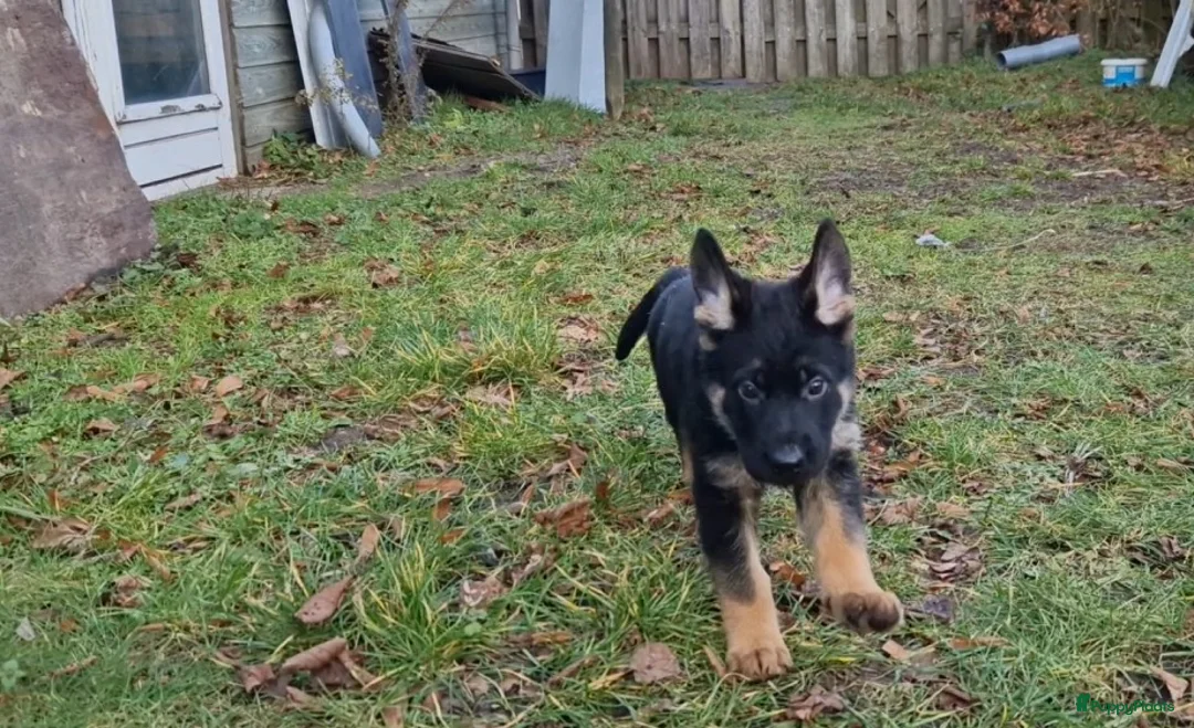 Duitse Herder honden te koop: Topkwaliteit Duitse Herder Pups - Advertentie 4