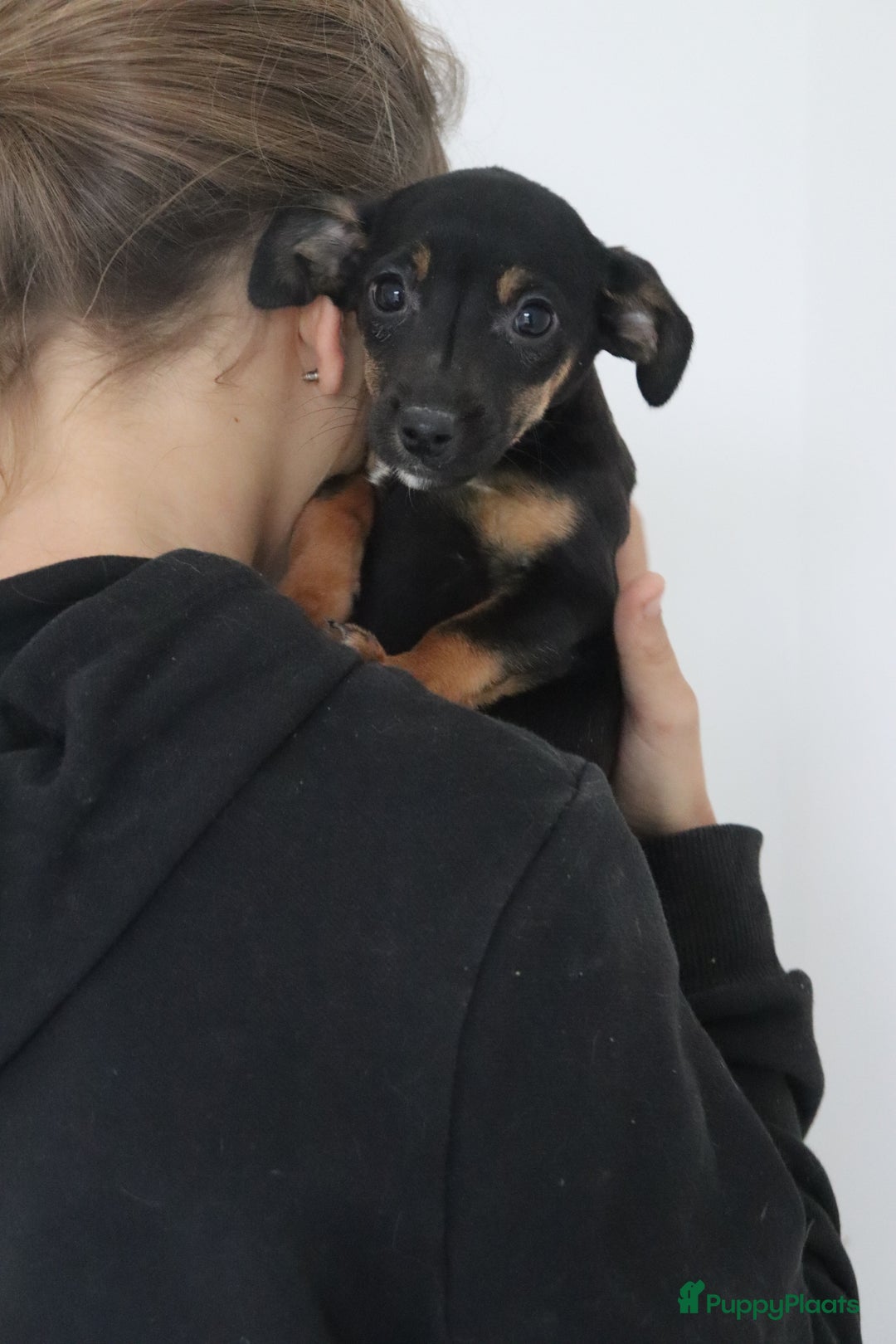 Jack Russel Terriër honden te koop: lieve Jack Russel pups  - Advertentie 16