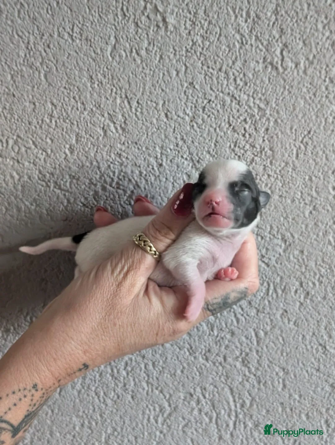 Chihuahua honden te koop: raszuivere chihuahua puppy's - Advertentie 2