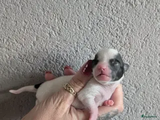 Chihuahua honden raszuivere chihuahua puppy's - Advertentie 7