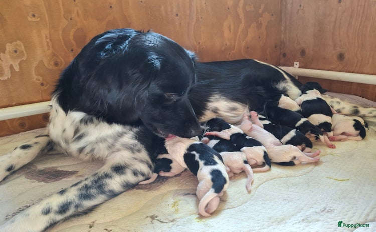 Friese Stabij honden - Advertentie 13