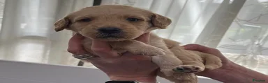 Australian Labradoodle Puppy 4