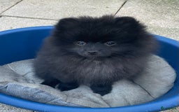 Pomeriaan honden te koop:  2 Prachtige pomeriaan/dwergkees pups. in Enkhuizen - Afbeelding 3