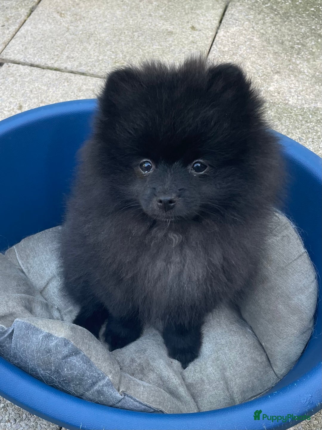 Pomeriaan honden te koop:  2 Prachtige pomeriaan/dwergkees pups. in Enkhuizen - Afbeelding 3