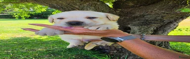 Labrador Retriever 5