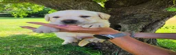 Labrador Retriever honden te koop: Prachtig zwart labrador reutje ! ♥ - Advertentie 22