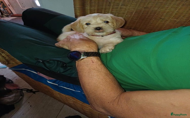 Kruising honden - Advertentie 2