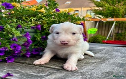 Australian Shepherd honden te koop: Mooie Australian shepherd pups in Bunschoten-Spakenburg - Afbeelding 6