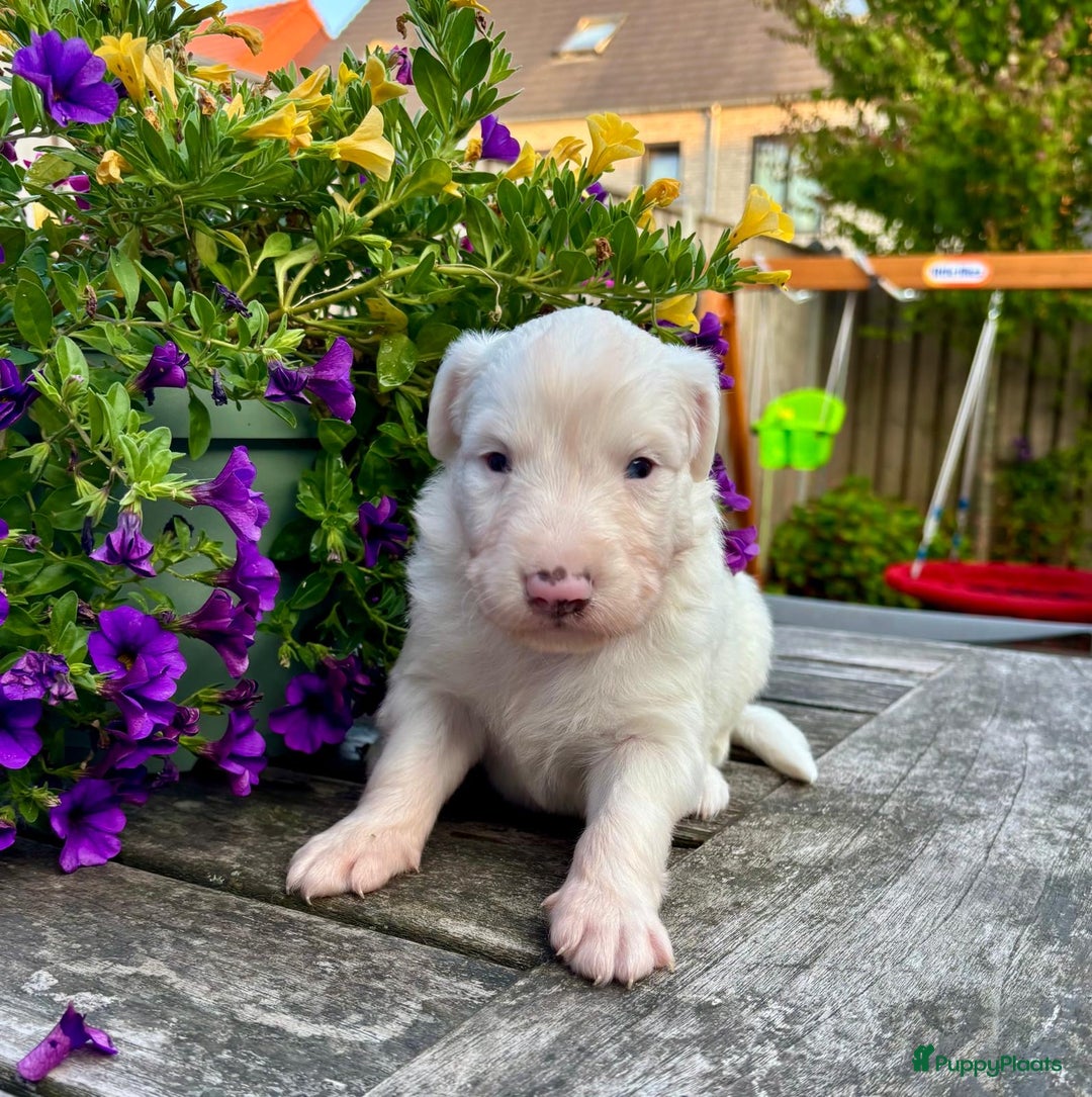 Australian Shepherd honden te koop: Mooie Australian shepherd pups in Bunschoten-Spakenburg - Afbeelding 6