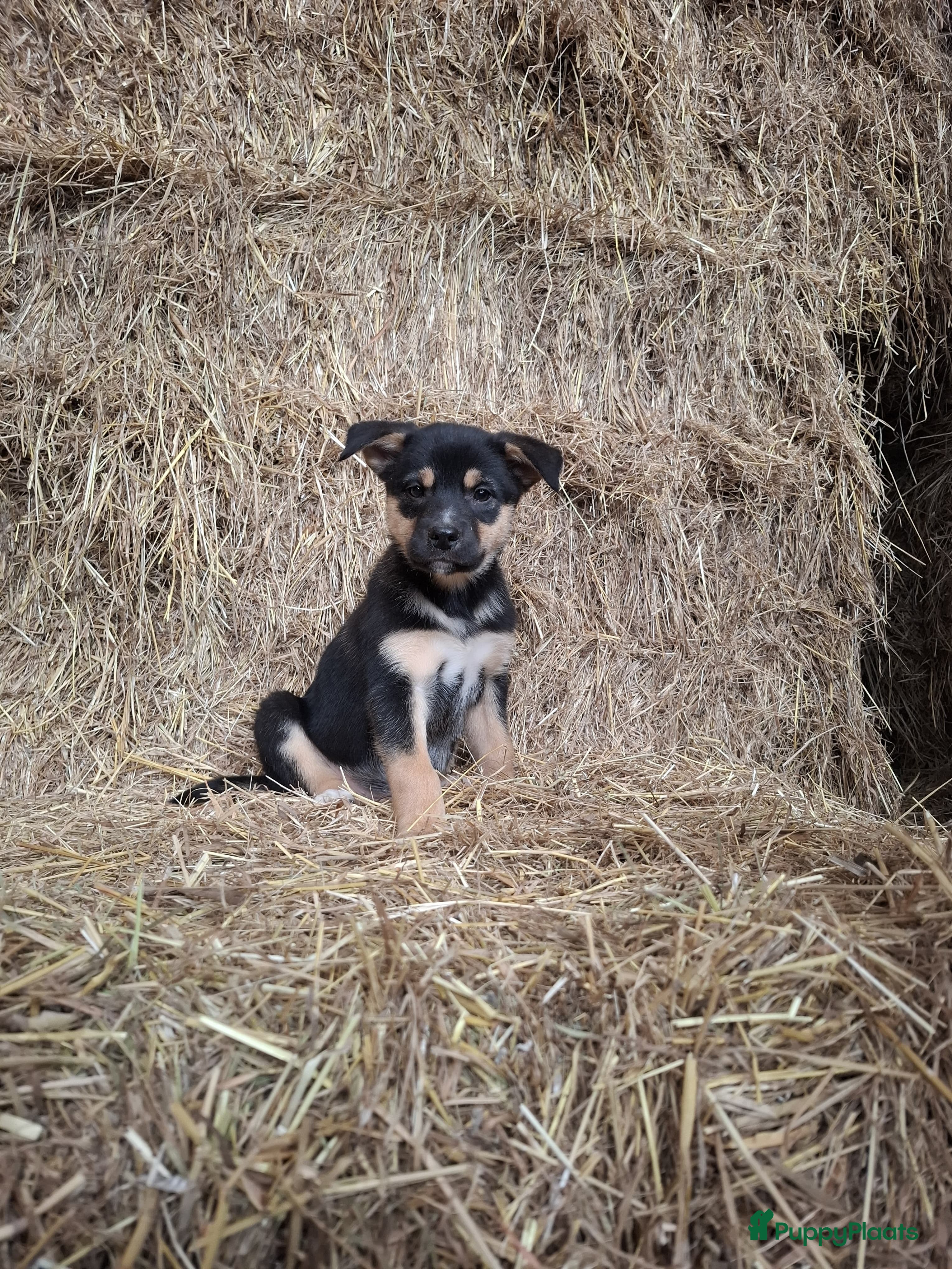 Kruising honden Prachtige pups Border Collie x Australian Kelpie  - Advertentie 2