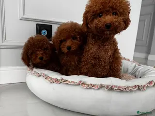 Maltipoo honden Maltipoo puppy’s. - Advertentie 1