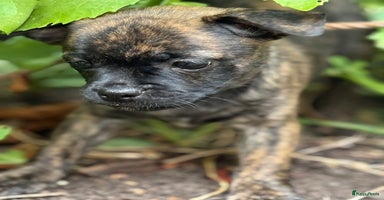 Kruising honden in Hazerswoude-Rijndijk - Advertentie 7