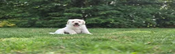 Labrador Retriever honden te koop: Alles gereserveerd - Advertentie 3