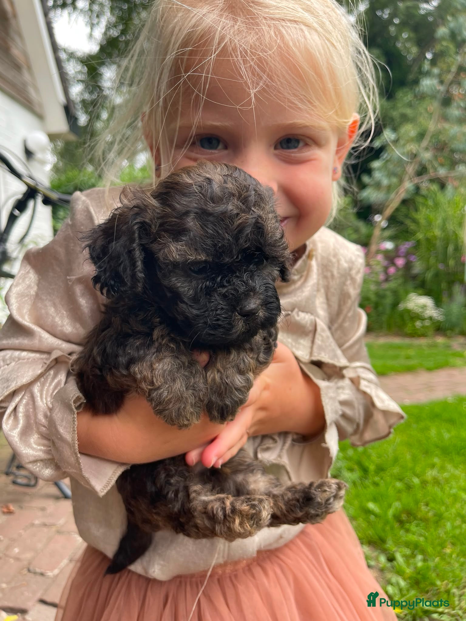 Kruising honden Schattige Sociale maltipoo x boomer puppies  - Advertentie 1