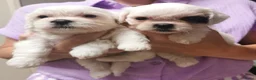 Kruising honden te koop: Mijn eerste nestje - Advertentie 3