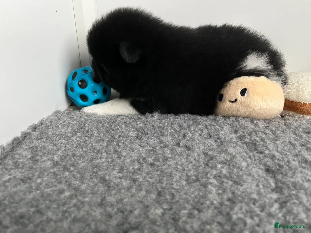 Kruising honden te koop: Teddydog  - Advertentie 3