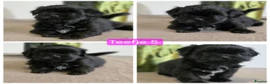 Teefje 5