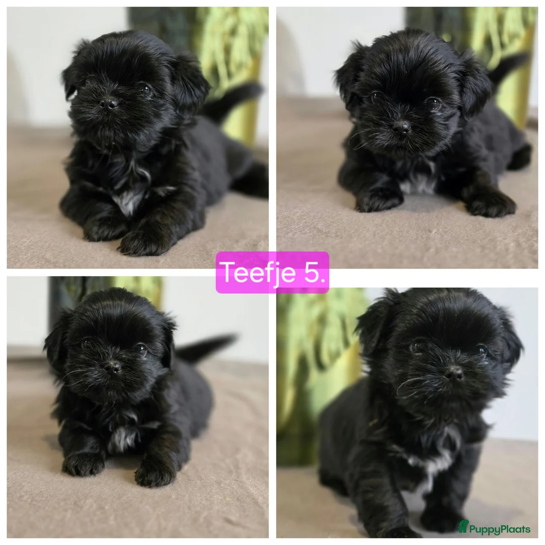 Shih Tzu honden te koop: Nog 2 mooie shih-tzu teefjes beschikbaar. - Advertentie 3
